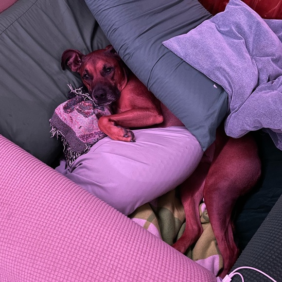 Meet your Posher, Mindy - Picture 3 of 4